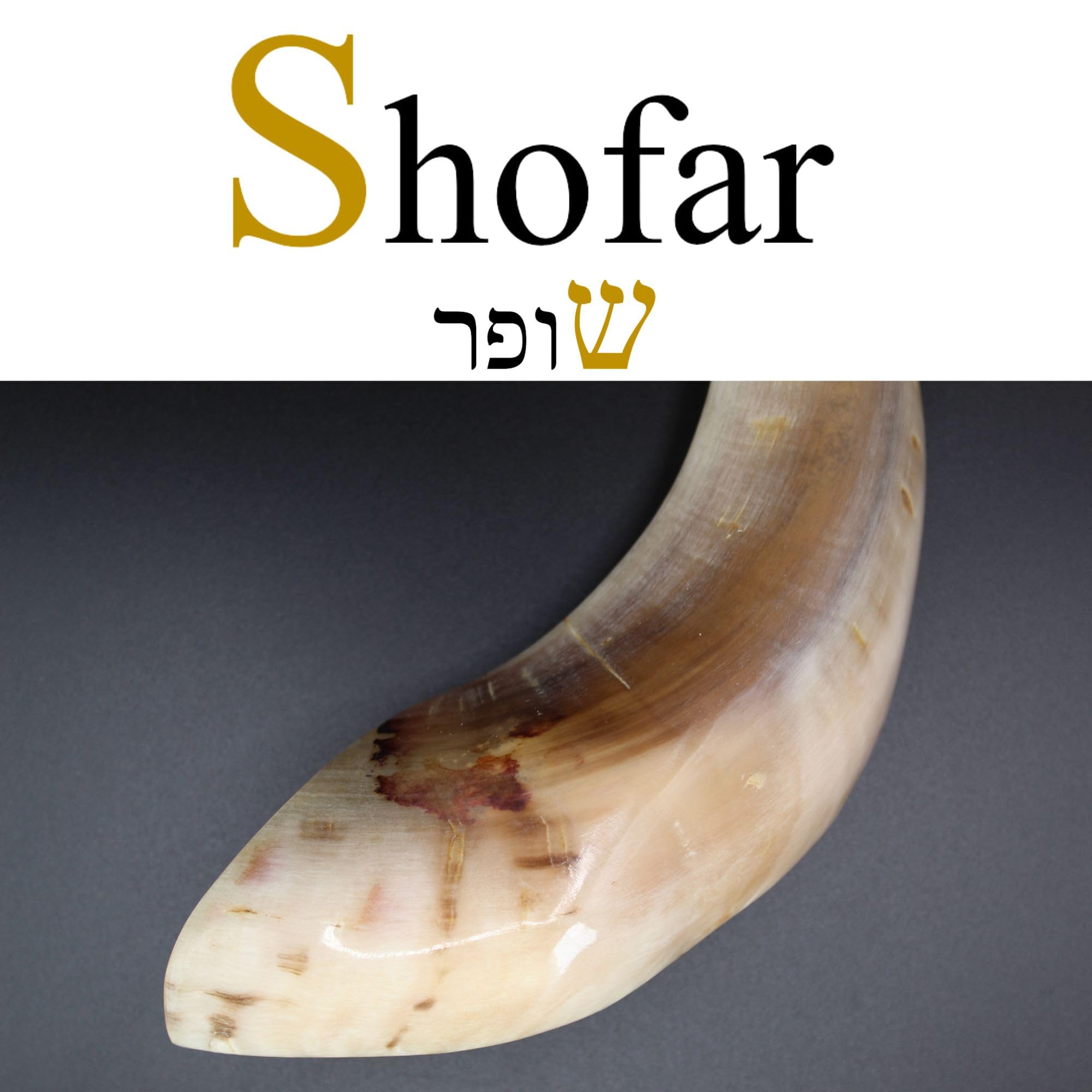 SHOFAR - Shofar Corne naturelle juive casher - Cornet hébraïque original beige à souffler - Poli, mysticisme et rituels - Mistiqa Kabalah & Judaïque - Articles juifs