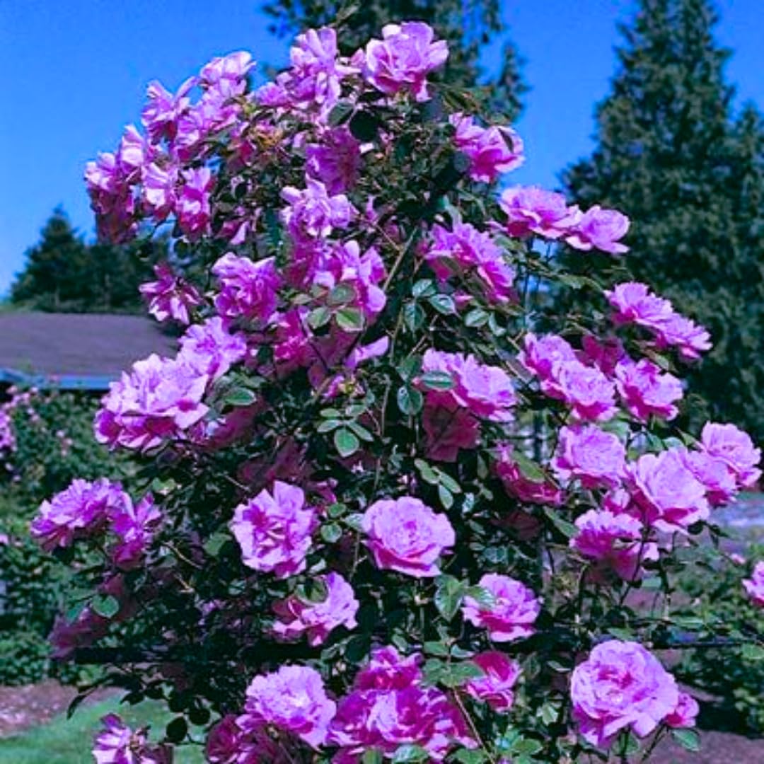 Deep-Lavender Semi-Double Climbing Rose