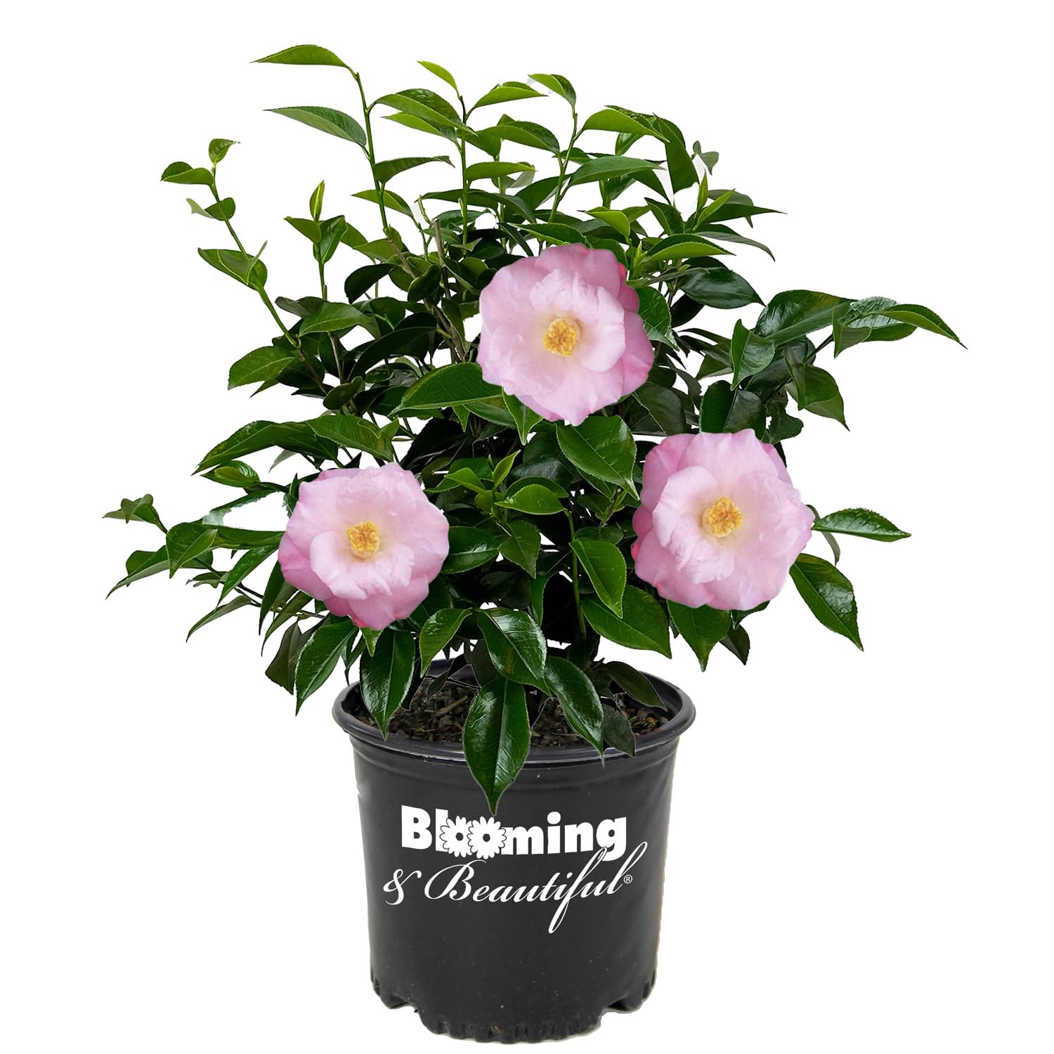 April Remembered Camellia 3 gal