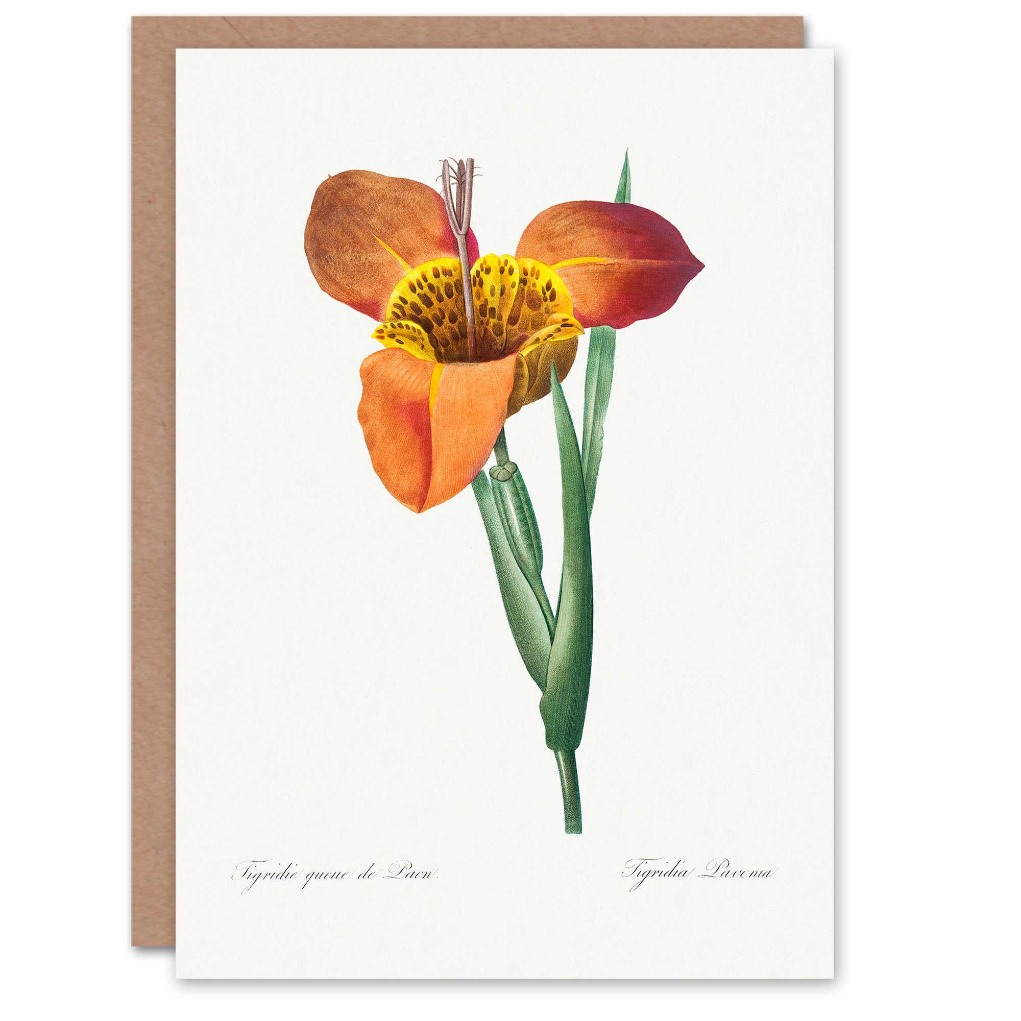 Artery8 Pierre-Joseph Redouté Art Card Tiger Flower Vintage Botanical Illustration