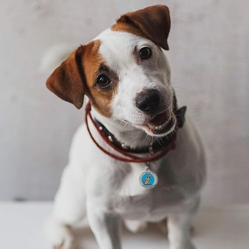 Miniatura 7 de Placa de identificación personalizada con código QR, placa de identificación de perro grabada para perros, cachorros, gatos, gatitos (I Am Cute)