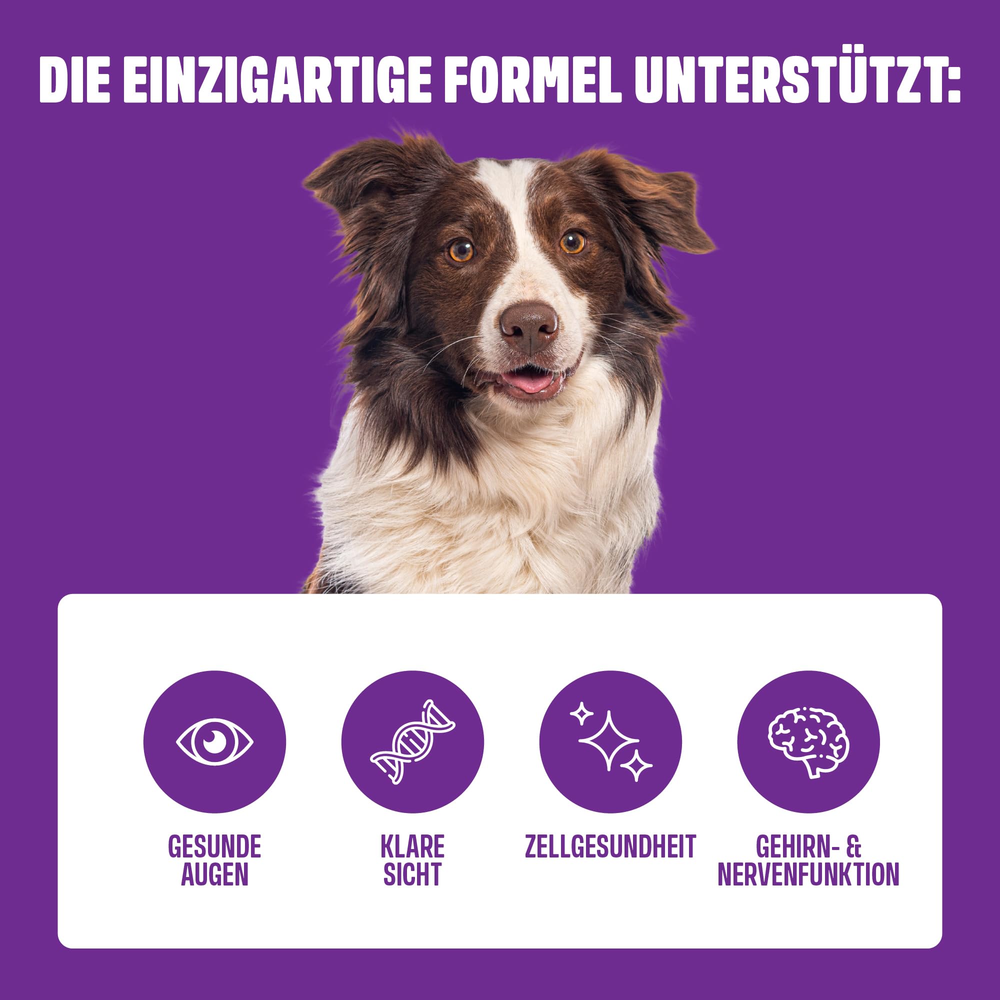 ivvi Vision – Augenpflege Snacks für Hunde | Mit DHA, Astaxanthin, Blaubeere & Augentrost | Unterstützt Augenkomfort & Netzhaut | 60 weiche Snacks (270 g)