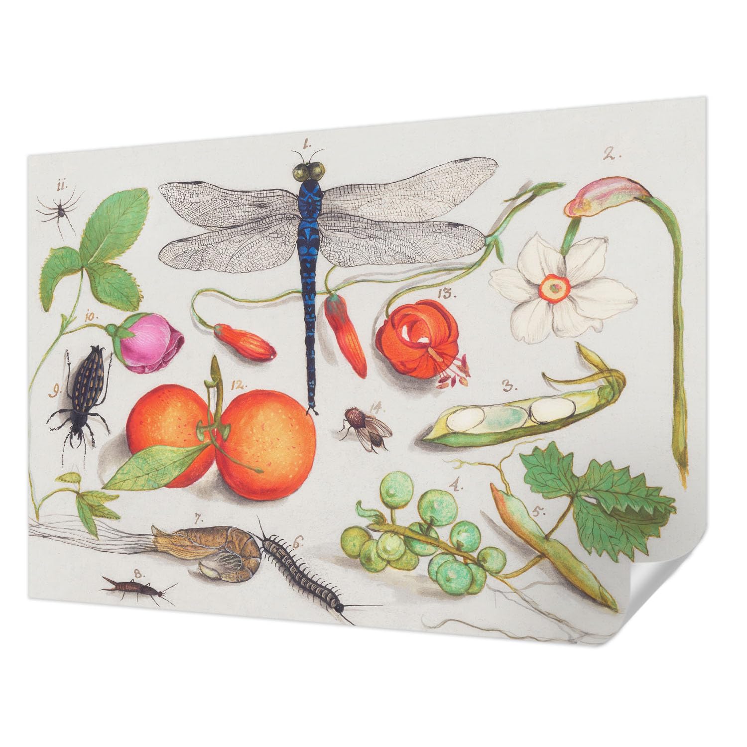Papier peint autocollant résistante aux taches 312x219 cm panoramique illustration nature