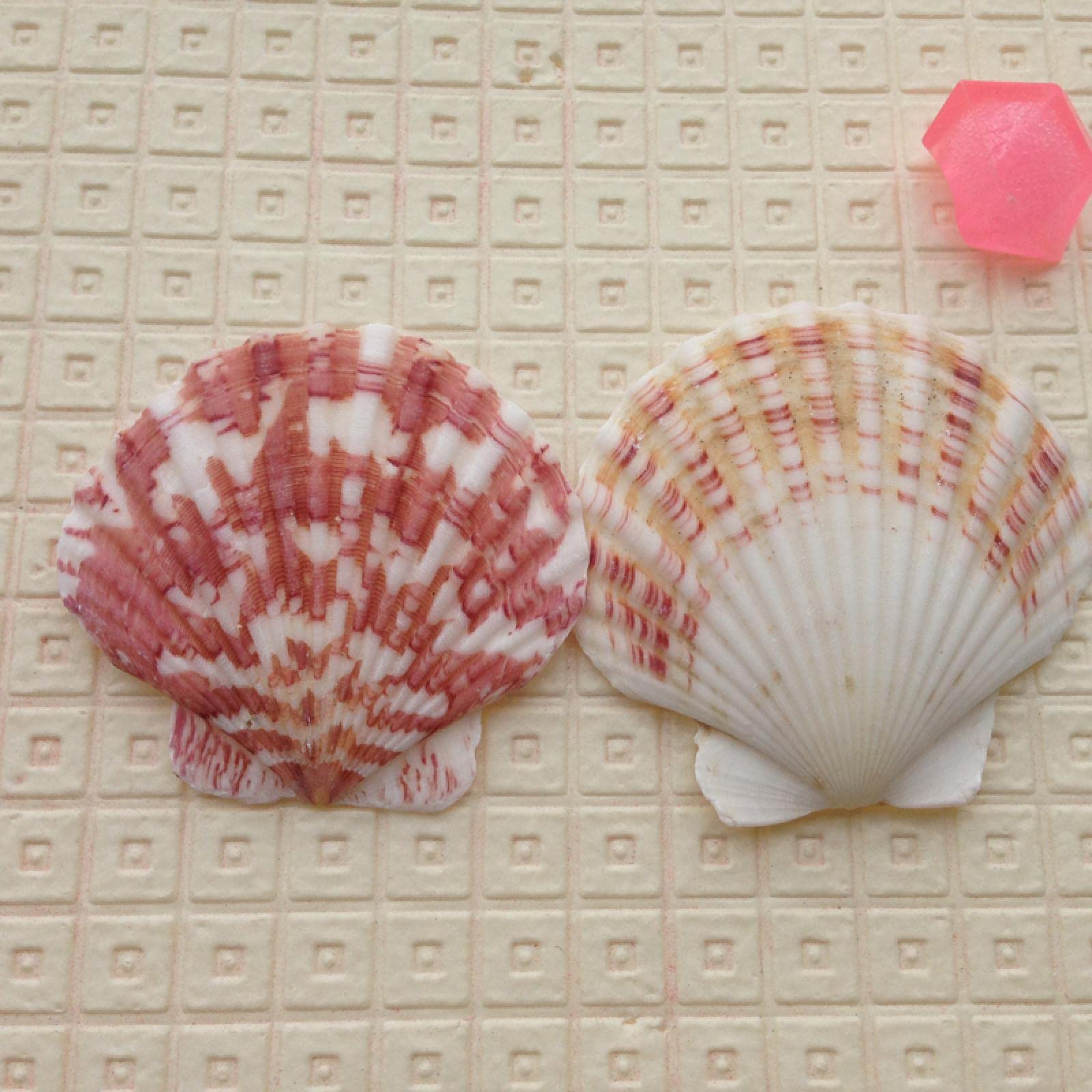 Conque de mer et coquillages naturels pour remplacer les décors artificiels d'aquarium