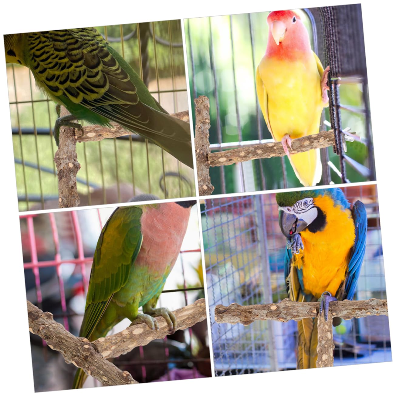 Kisangel 10pièces Perchoir à Oiseaux Naturel pour Oiseaux De Compagnie Bâtons De Meulage pour Perroquets Et Perruches Accessoire Exercice Jouet Interactif