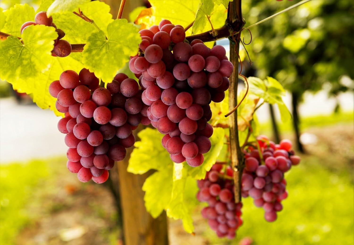 GREEN LINE Rare Sweet Red Grape Lal Angoor (Air Layered/Guti Kolom) Live Plant Hybrid Big Size "Special Variety" (Fruit After 1 Year) (B0C7VHN646) Amazon Price History, Amazon Price Tracker