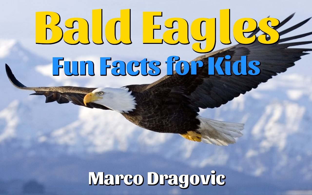 Buy Bald Eagles: Fun Facts for Kids, Picture Books for Kids: Beautiful
