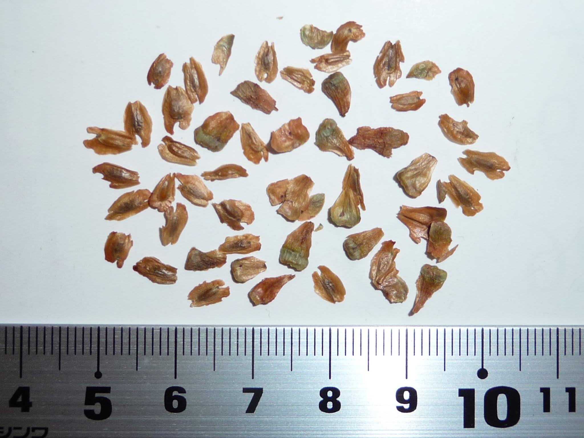 Amazon.co.jp: タイワンスギ<台湾杉> 種子50粒 Chinese coffin tree 50 seeds : DIY・工具・ガーデン
