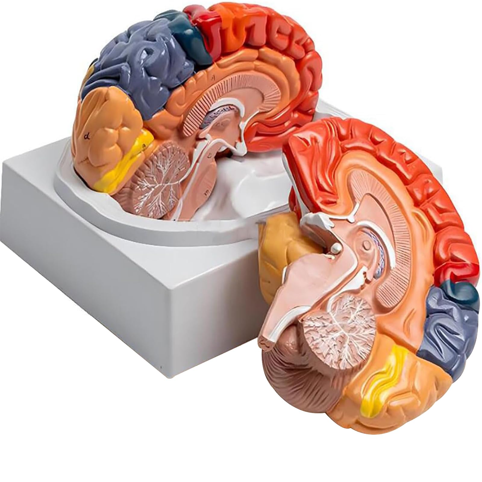 Modèle cerveau fonctionnel taille réelle AMITD sur base pour enseignement et cabinet