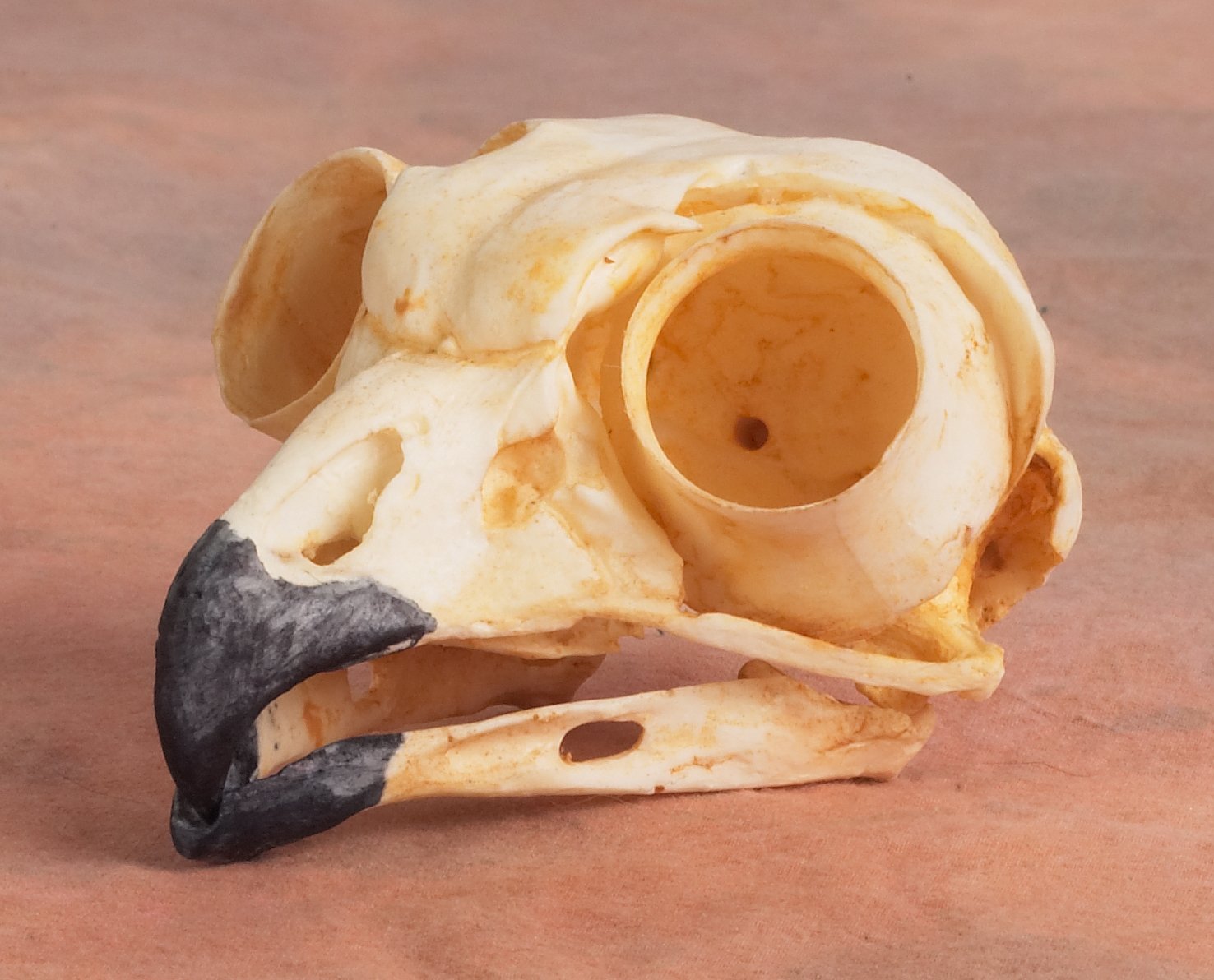 Great Horned Owl Skull Replica