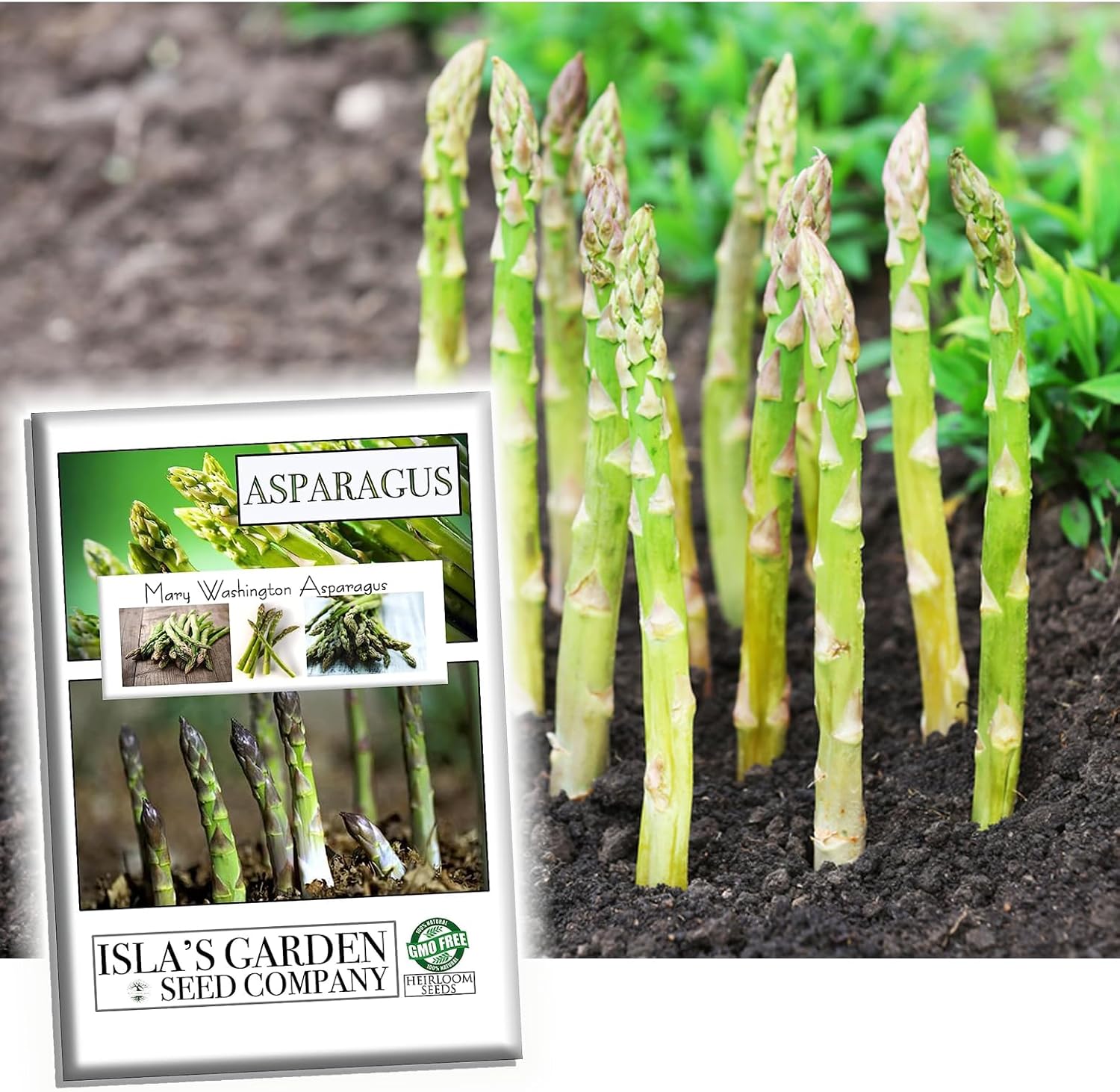 Mary Washington Asparagus Seeds for Planting, 125+ Heirloom Seeds Per Packet, (Isla's Garden Seeds), Non GMO Seeds, Botanical Name: Asparagus officinalis, Great Home Garden Gift