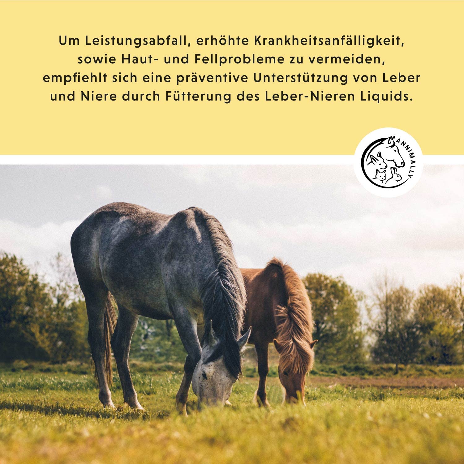 Annimally Leber Nieren Liquid für Pferde - 1000ml Kräutersaft mit Mariendistel & Artischocke für die Leber - Nierensaft für einen gesunden Stoffwechsel beim Pferd