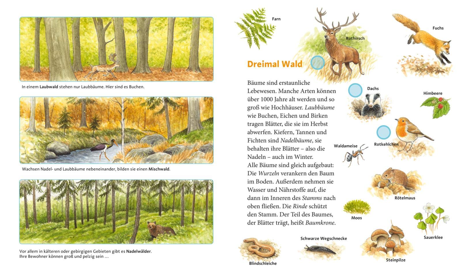 Hör mal (Soundbuch): Erlebe den Wald: Mit 16 echten Geräuschen aus dem Wald