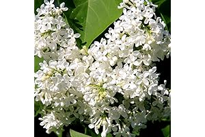 White Japanese Lilac Tree Live Plant Fragrant Syringa Well Rooted