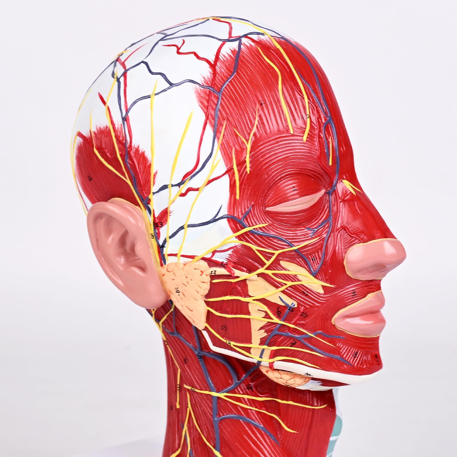 Anatomic Model Human Half Head with Superficial Neurovascular and Musculature, Life Size Skull Anatomy Model Detachable Brain, Medical Teaching Learning, Head Model for Education Display