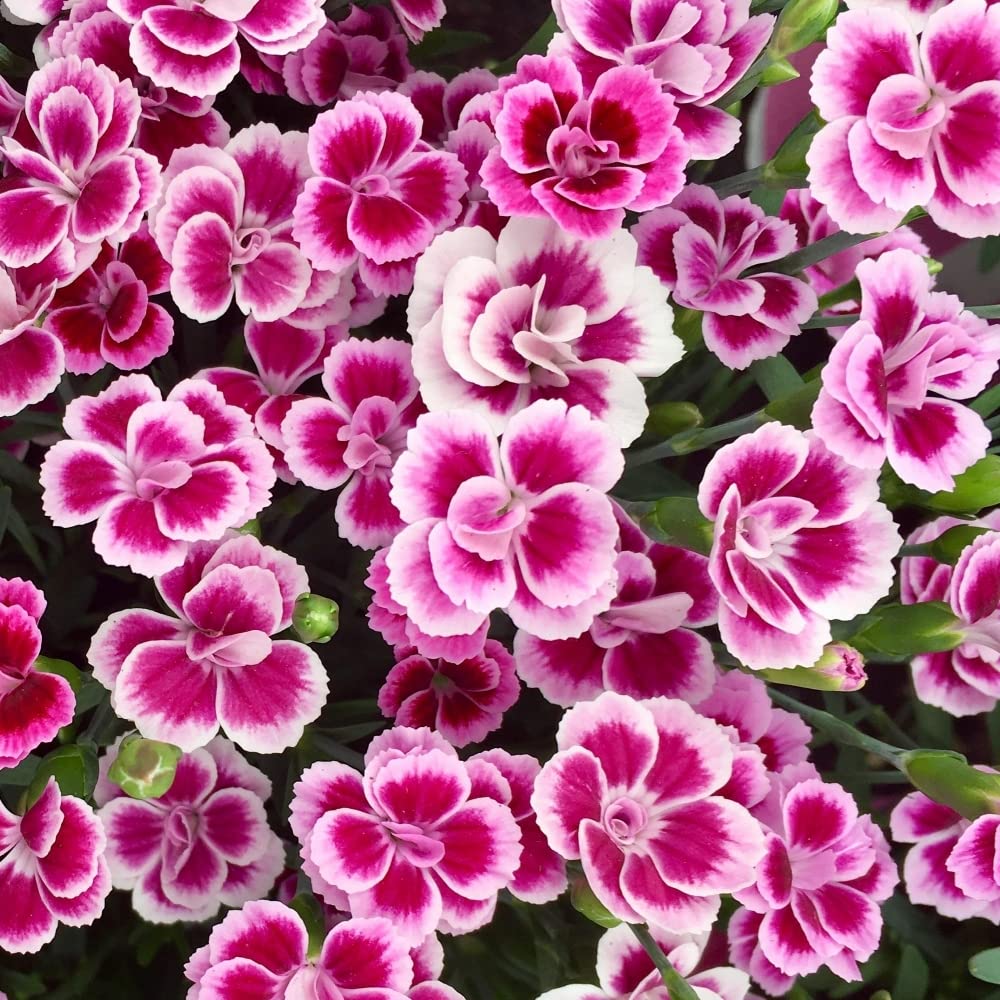 Carbeth Plants Dianthus Pink Kisses in a 12cm Pot (1 Plant)