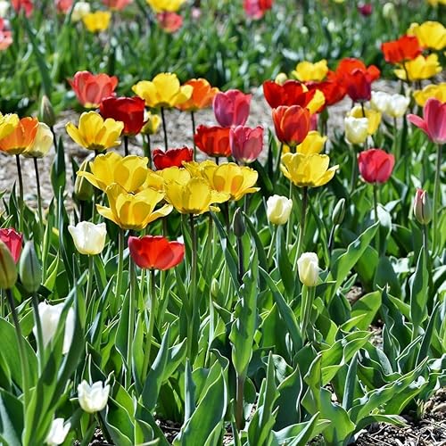 Miniatura 4 de Tulipanes de doble floración estilo peonía, 10 bulbos, flores de primera calidad rojas, rosas, blancas, amarillas y naranjas, plantas perennes
