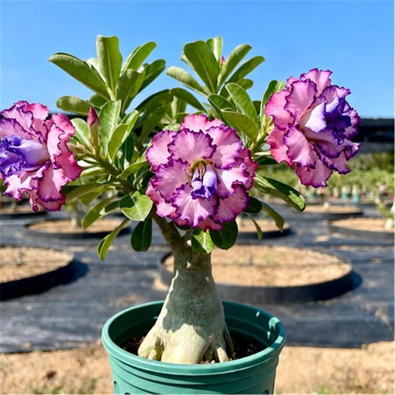 Indoor or Outdoor Desert Rose for Planting Magical Hardy Balcony Rare Species Ornamental Value - 2 Bulbs ee (H)