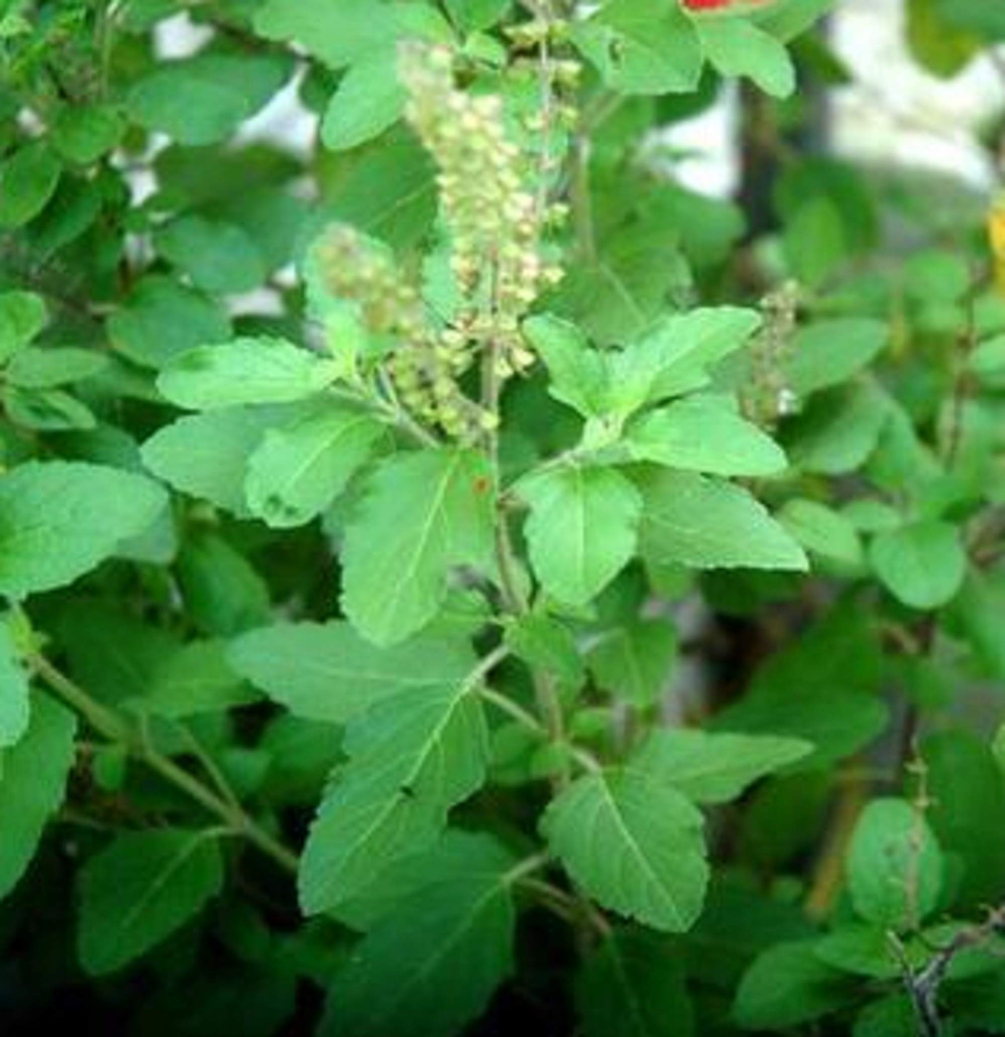 Holy Basil Combo Pack- Ocimum sanctum -Krishna Tulsi or Purple Leaf Tulsi And Rama Tulsi or Green Leaf Tulsi - 75 seeds each — Amazon image 2