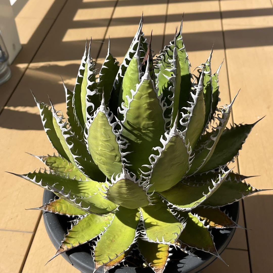 アガベ ホリダ 大株 サボテン ドライガーデン ユッカ アロエ 【公式通販】