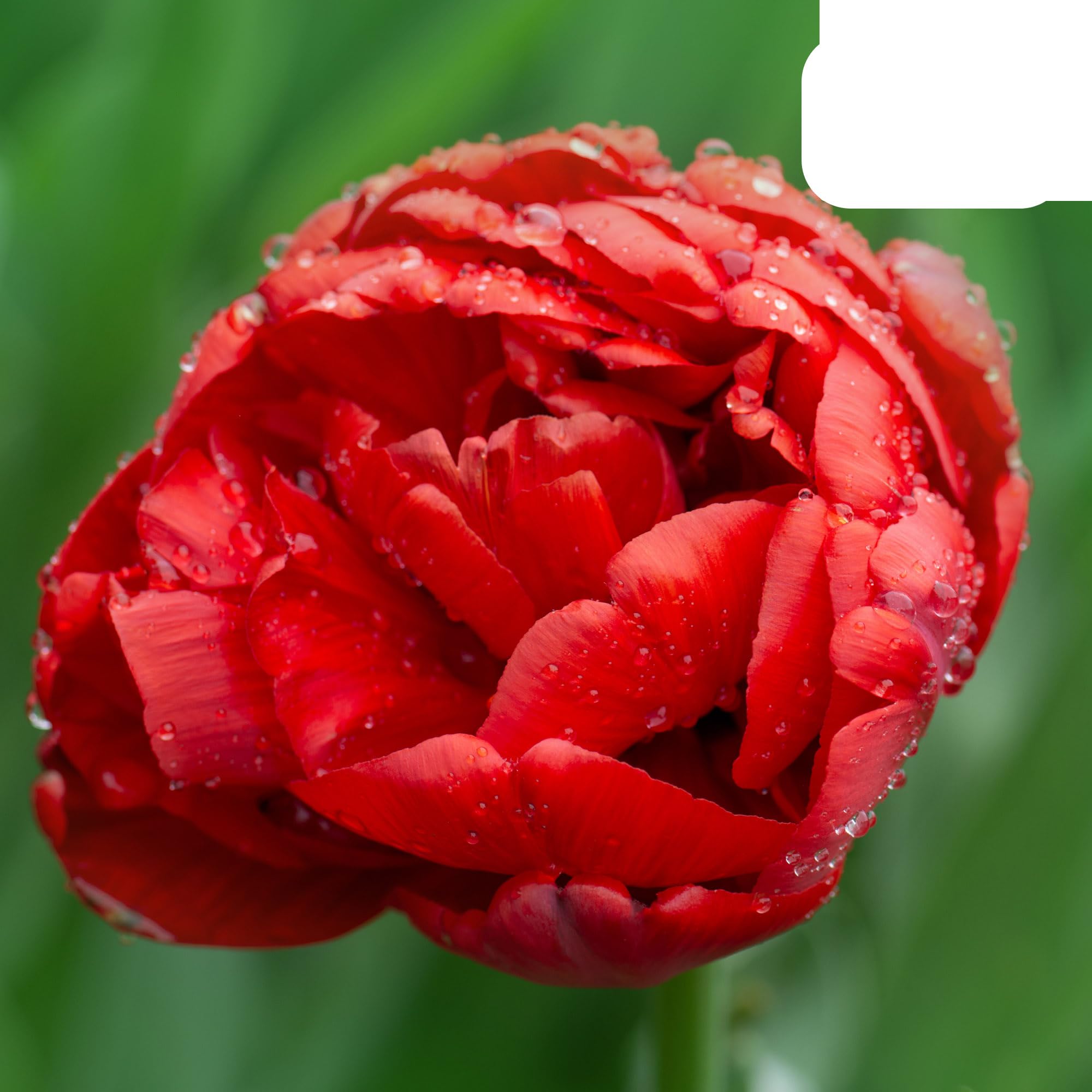 Bulbos de tulipán 'Bombastic Red' | 20 Piezas | Tulipán Peonía Roja - 30-50cm - Ø5cm - bulbo de flor - Planta de jardín