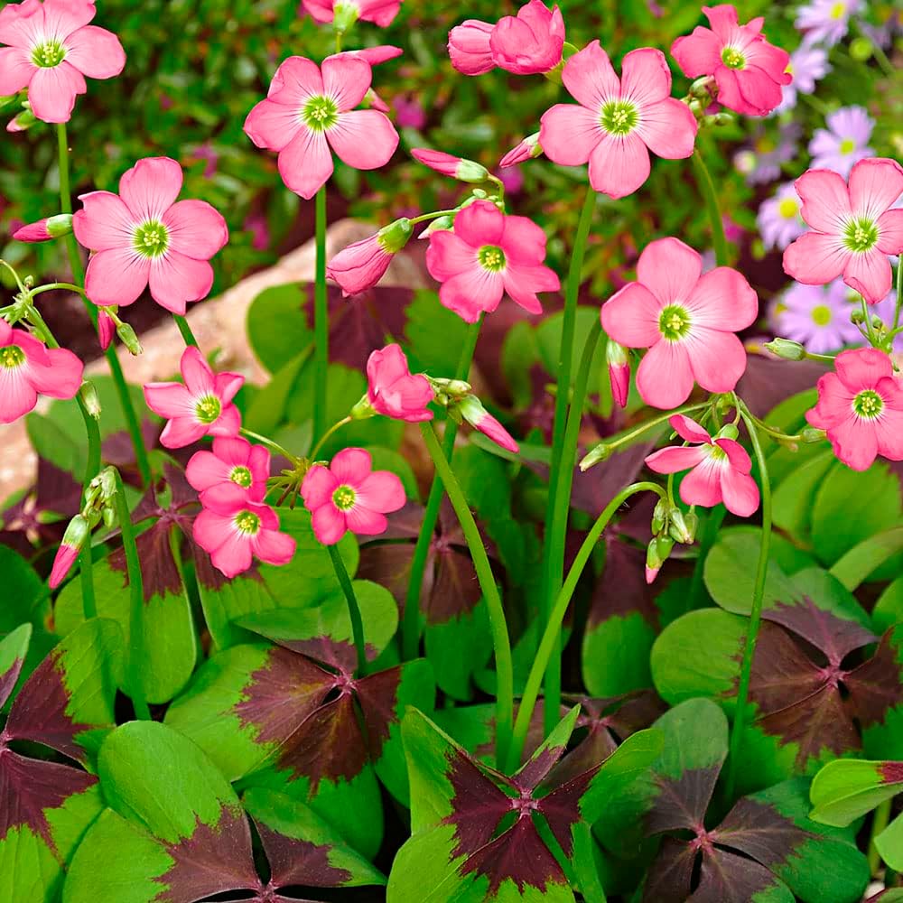 15 x Oxalis Deppei Iron Cross Charming Deep PinkRed Flowers Summer Flowering Bulbs
