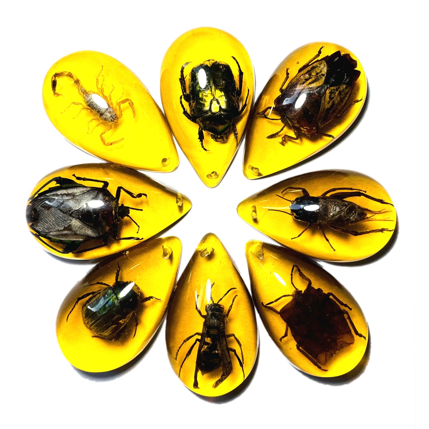 8pcs Amber Fossil with Insects Samples Stones Crystal Specimens Home Decorations Collection Oval Pendant