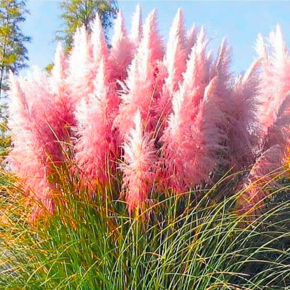 Set 2 Pink Pampas Grass Plants