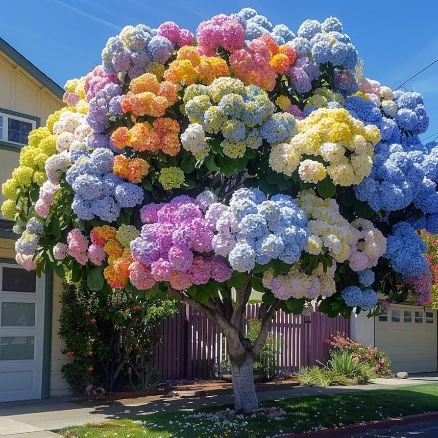 Hortensiaページ Amazon.com : 60+Perennial Mixed Hydrangea Seeds Flower Plant