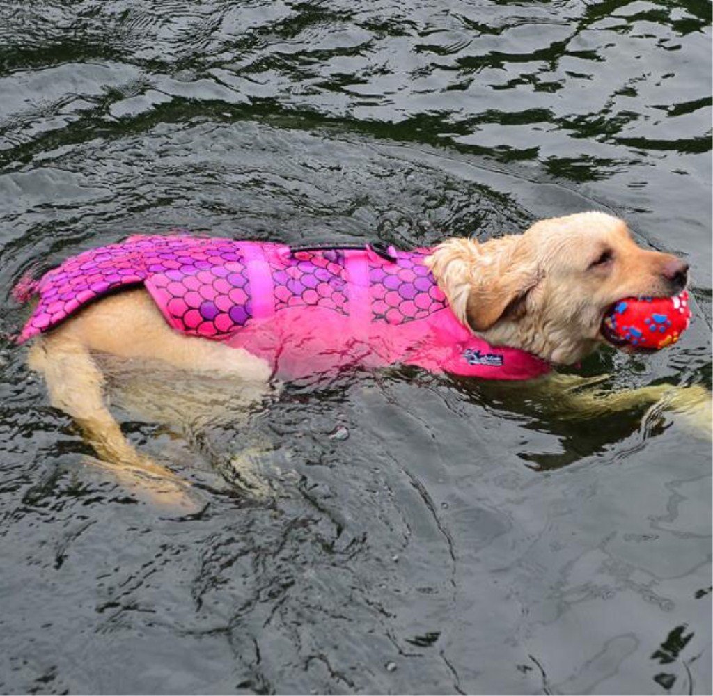 Gilet de sauvetage professionnel pour animal domestique avec poignée pour le levage et le cosplay (M, sirène)