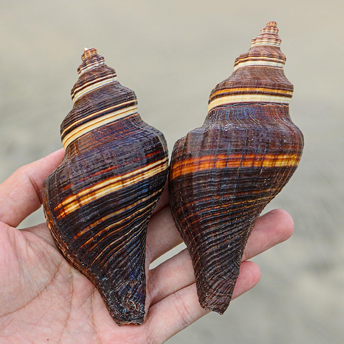Coquillage, 12-15Cm la décoration de Mariage, fête à thème sur Plage(12~13cm)