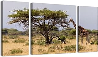 3 Panel Large Wall Art Prints Paintings Giraffes eat leaves from acacia trees Canvas Wall Art Living Room office Modern Home Wall Decor Framed Artwork Ready to Hang
