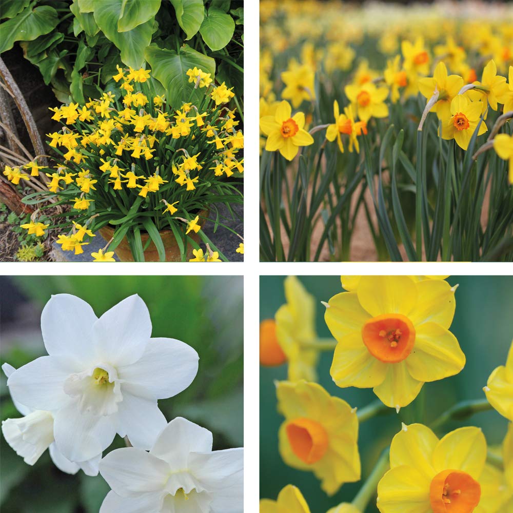 Narcissus Dwarf Collection Daffodil 4 Different Types of Narcissus Lovely Yellow Daffodils with Different Coloured Cups 60 Bulbs by Thompson and Morgan