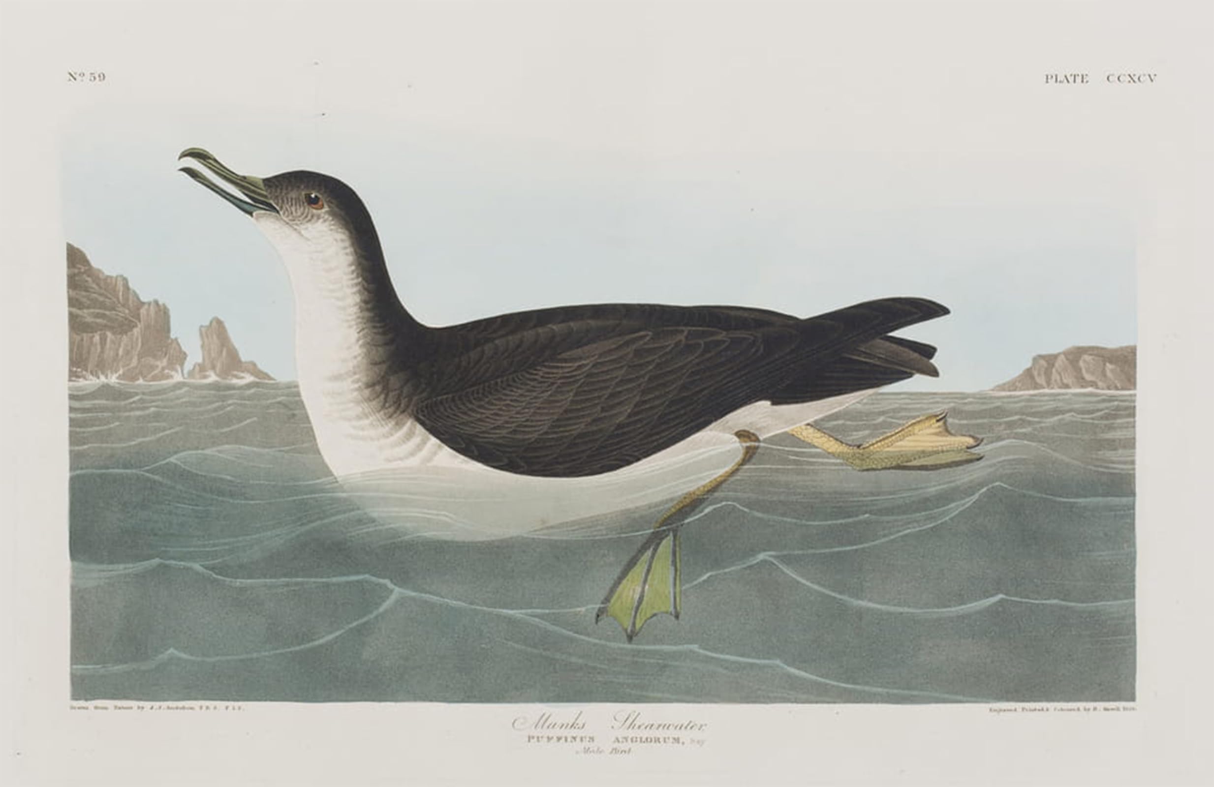 HRJUBWREE Oil Painting Prints on Canvas Painting Picture Illustration From birds of America by John Jamess Audubon Artwork Canvas Prints for Home Decor 60x90cm