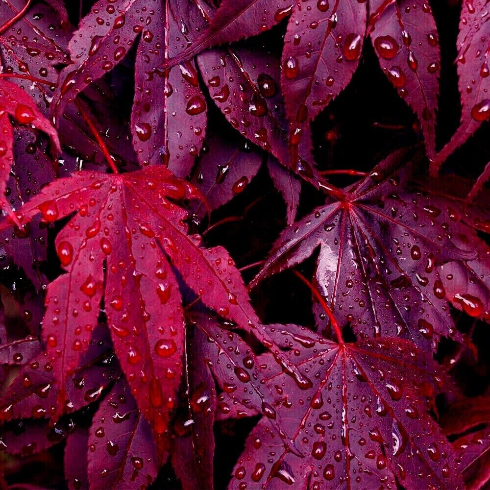 Amazon.com : 5 Seeds BLOODGOOD Red Japanese Maple Tree | Palmatum  atropurpureum Hardy Bonsai Plant Seeds : Patio, Lawn & Garden