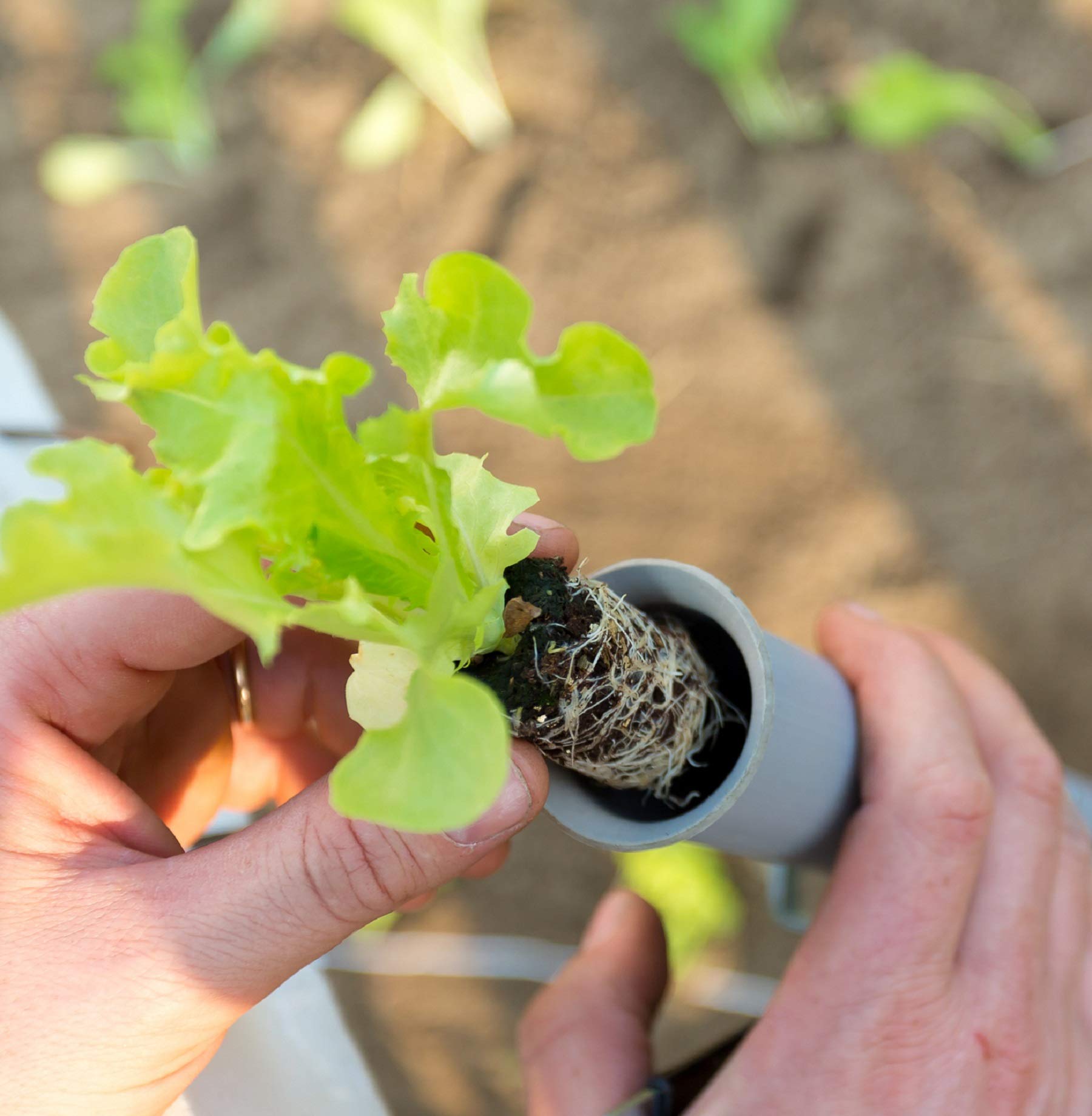 Muggioli Seminatrice Multiplanter Small