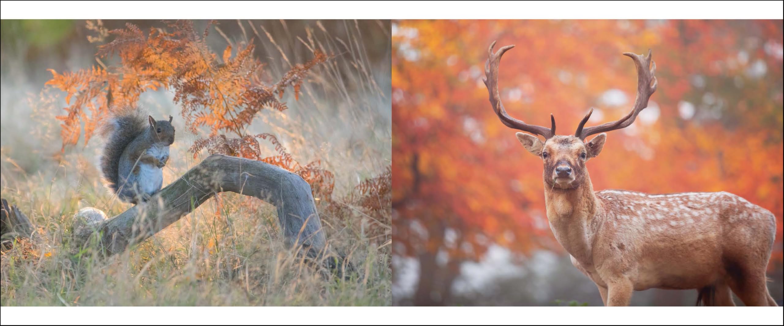 Richmond Park: London's Wildlife Haven