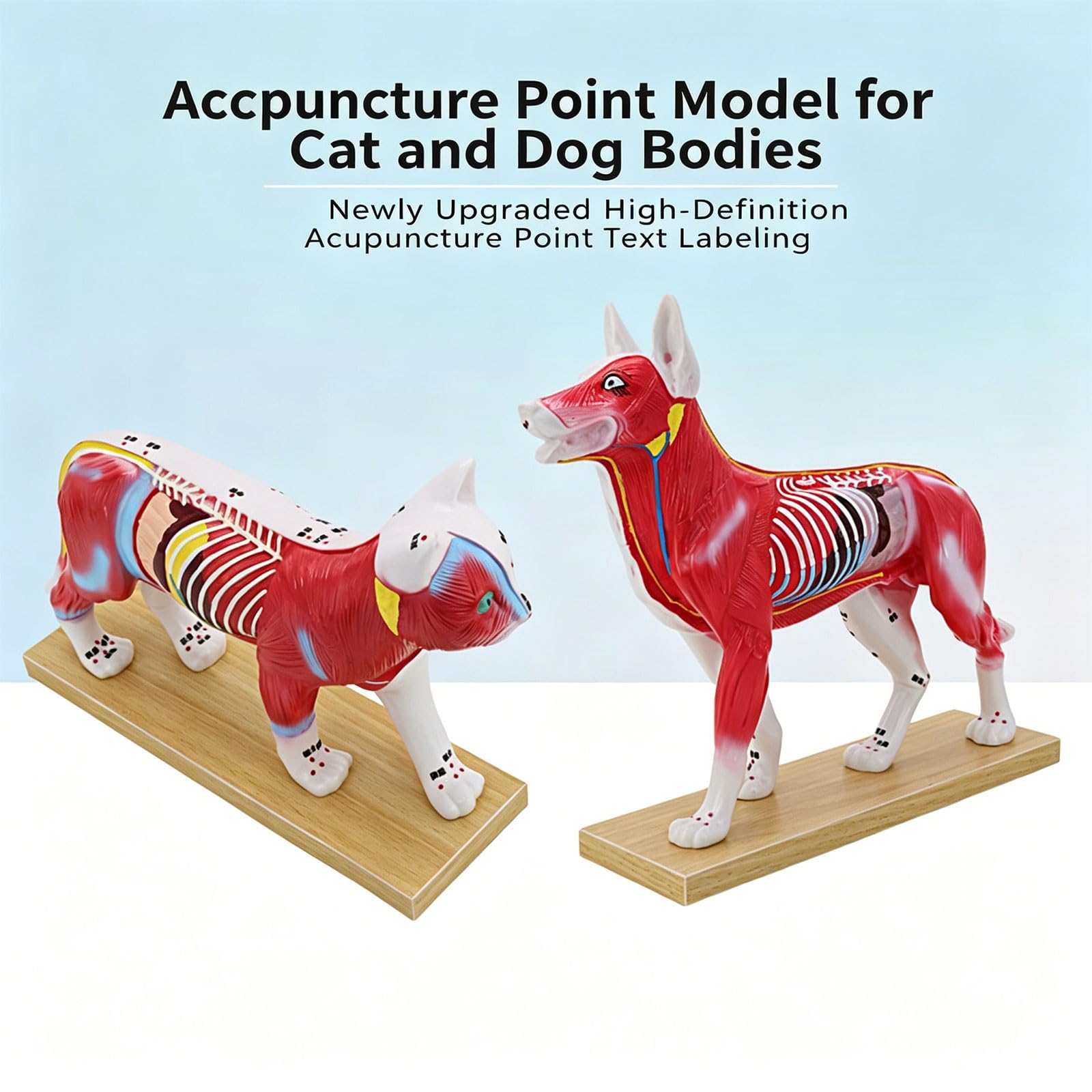 Herramienta de enseñanza veterinaria Modelo anatómico de punto de acupuntura felino canino con puntos meridianos marcados para entrenamiento clínico Modelo de práctica de punción para mascotas
