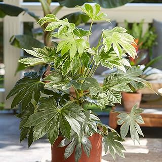You Garden - 1 x Caster Oil Plant Fatsia Japonica 'Spider's Web' in a 3L Pot Grown Your Own Caster Oil Plant in Gardens Perfect for Pots & Containers Supplied as 1 x Established Plant