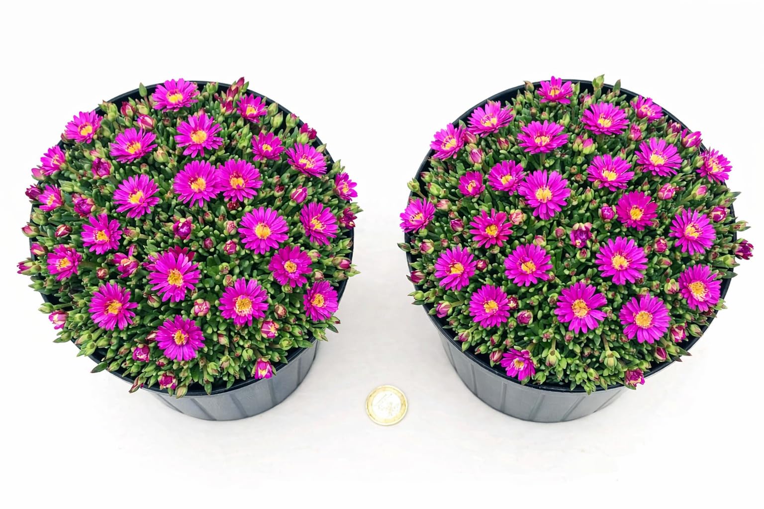 POWERS TO FLOWERS - DELOSPERMA FUCSIA, MESEMBRIANTEMO RIFIORENTE, 2 PIANTE IN VASO 14 cm DIAMETRO, piante vere
