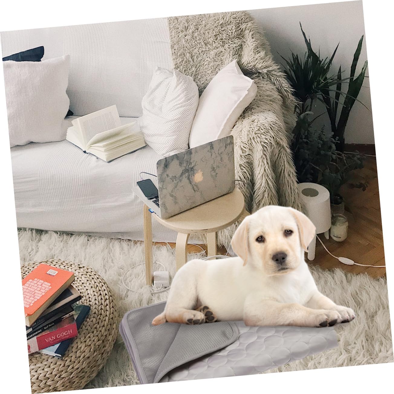 review Angoily 2pcs Dog Cooling Mat Cooling Blanket for Kennels Dog Cat Cold Bed Mat Dog Cooling Bed Mat Cooling Pad for Dog Summer Dog Bed Cooling Blanket for Dogs Cool Dog Bed Small Animals Pet
