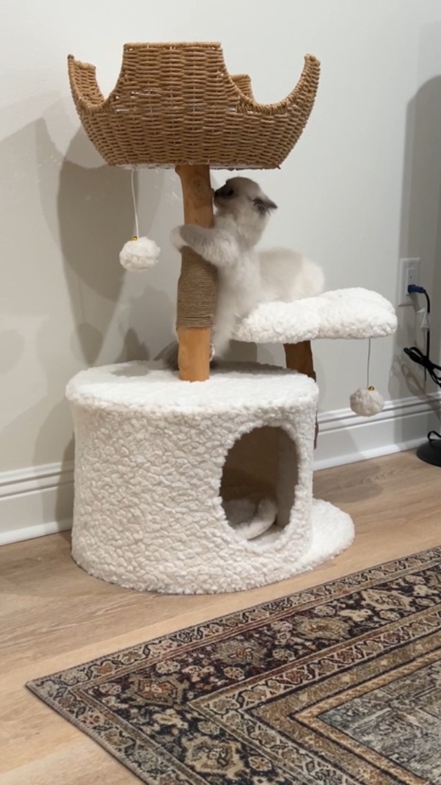 Foobrues Modern Wood Cat Tree Cats Multi Floor Large Play Tower