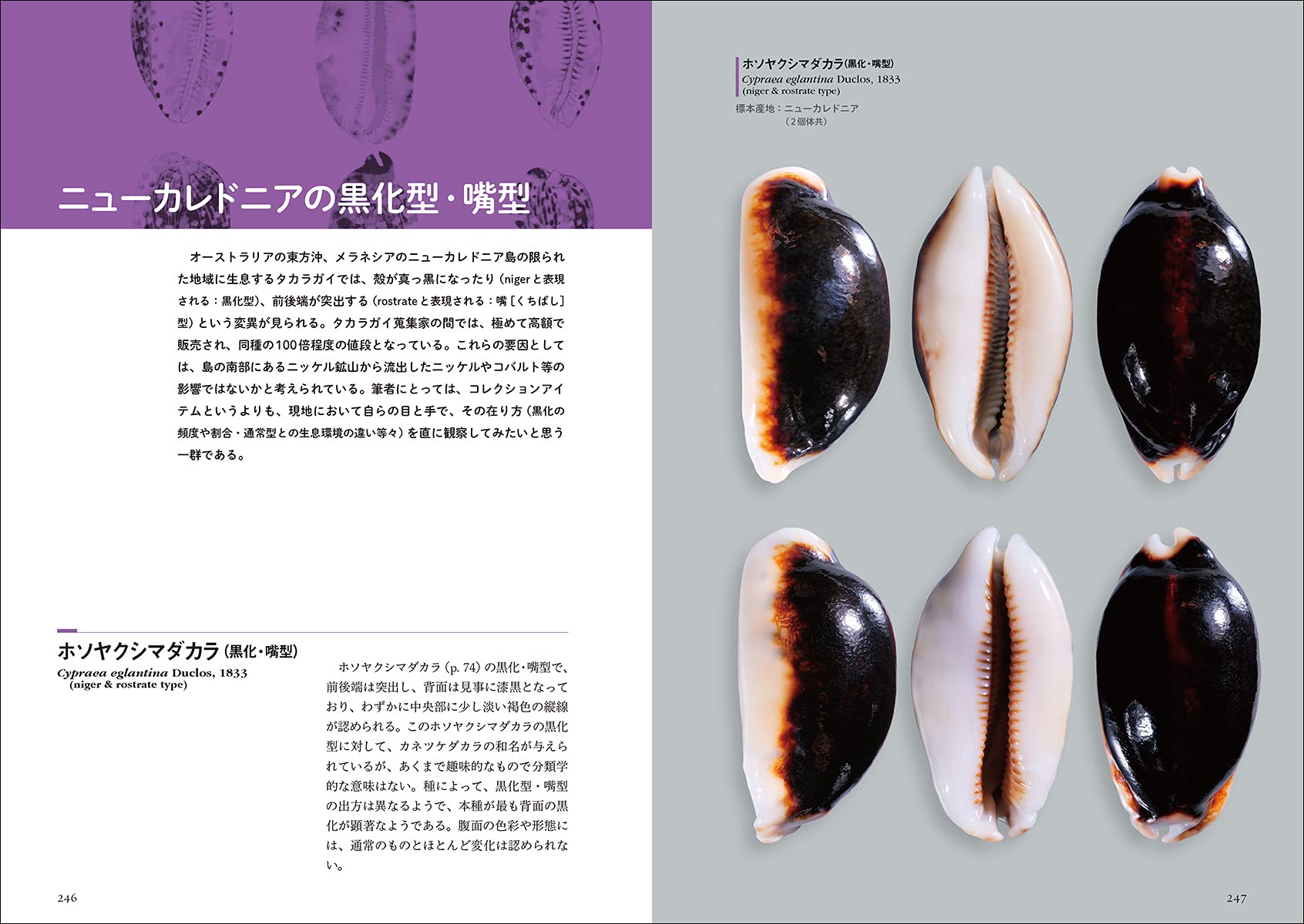 購入 ニューカレドニアタカラガイセット② 貝殻 標本 タカラガイ