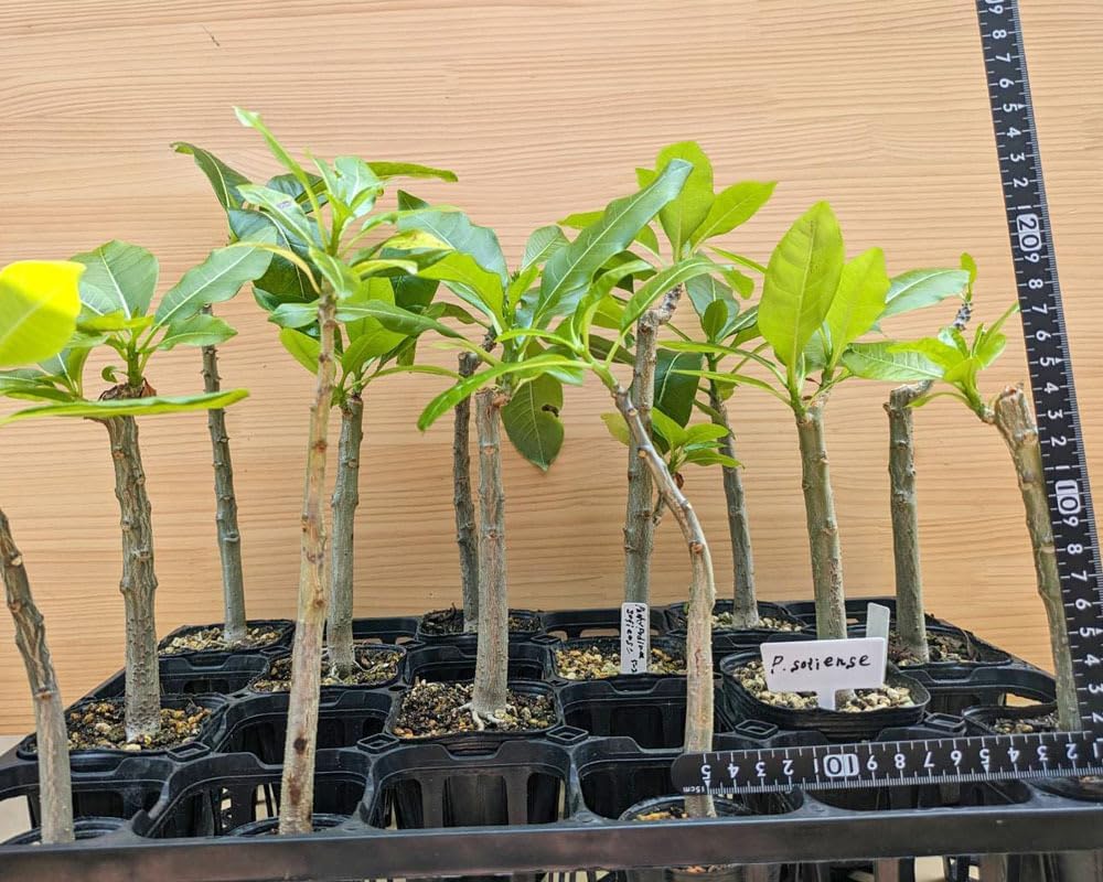 ユッカロストラータ 24株 鉢植え B ユッカロストラータ 鉢植えのまま