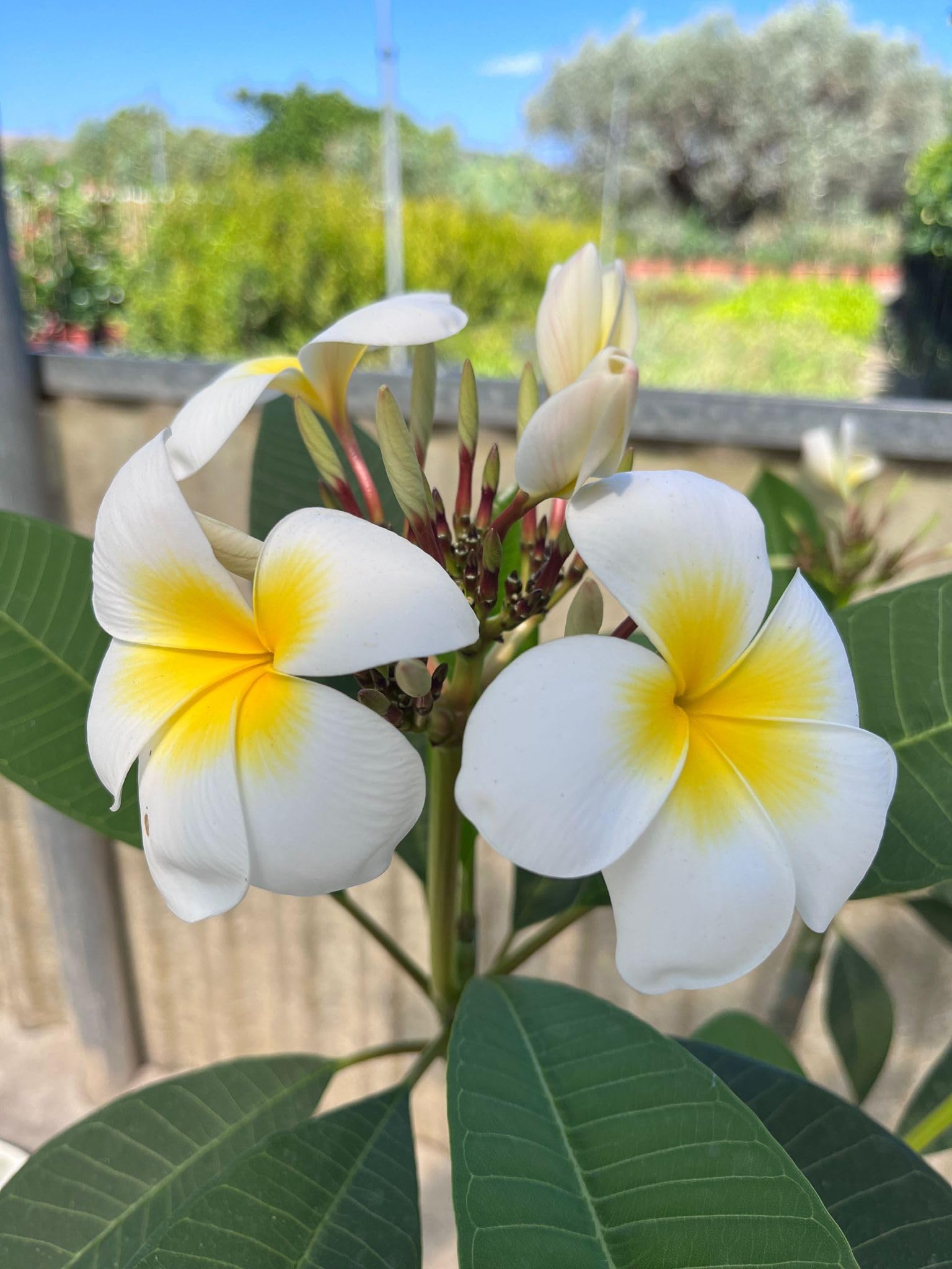 Pianta di Plumeria o Frangipani, vaso20, Fiori Profumati (Bianco e Giallo)