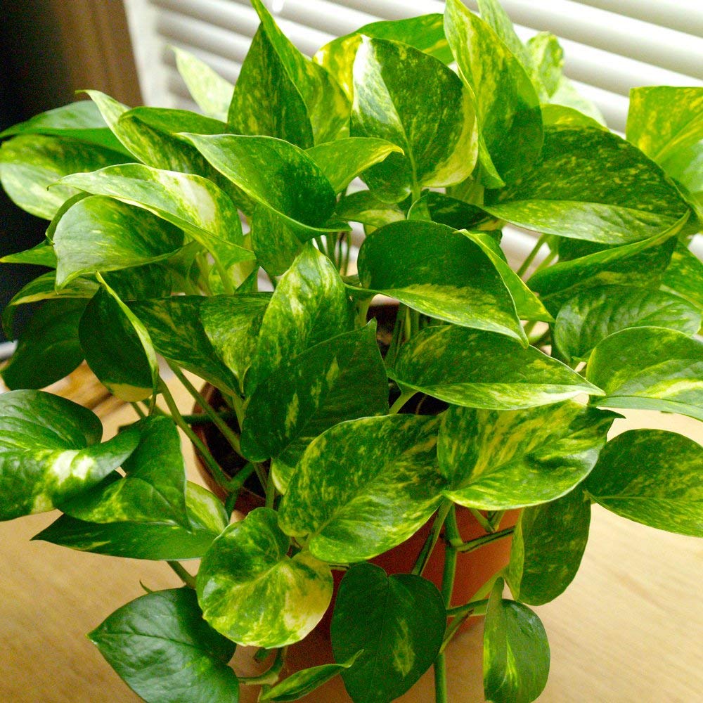 Aiden Gardens Rare Indoor Lucky Money Plant Epipremnum aureum Golden Pothos 1 Healthy Live Plant on Pot