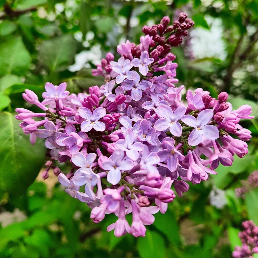 ライラック苗　確認用 ライラック苗木1