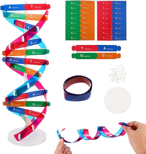NUOBESTY Kit de modelo de ADN, modelo de estructura de doble hélice, 13 pulgadas para ensamblar ayuda docente de biología con soporte,