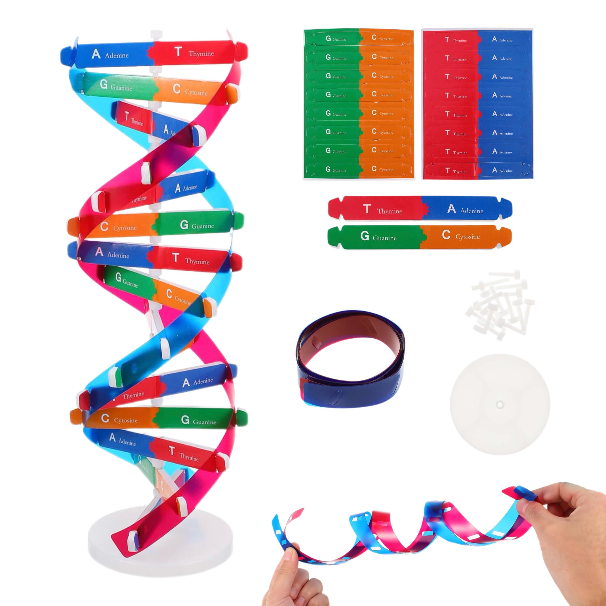 DNA Model Kit Double Helix Structure Model, 13 in Assembling Biology Teaching Aid with Stand, Color-Coded Base-Pairing A-T G-C, STEM Classroom Science Fair Display for Ages 12+