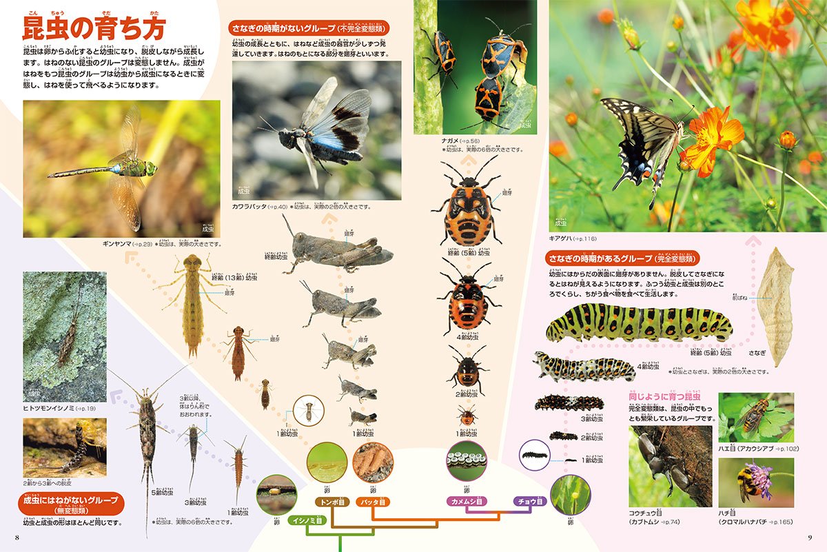 DVD付 新版 昆虫 (小学館の図鑑 NEO)
